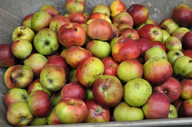 Golderner-Oktober in Hainbronn001