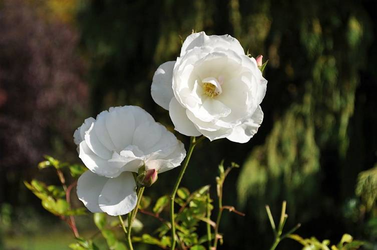 Golderner-Oktober in Hainbronn012