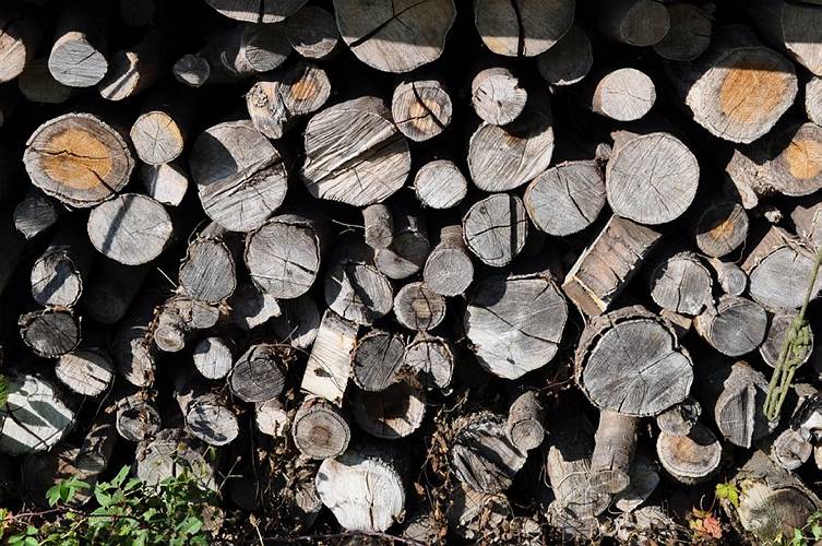 Golderner-Oktober in Hainbronn021