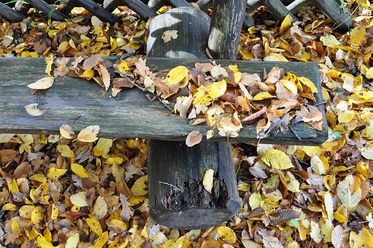 Golderner-Oktober in Hainbronn025