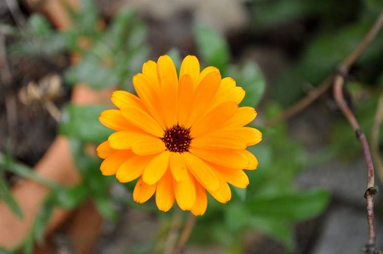 Golderner-Oktober in Hainbronn003