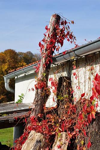 Golderner-Oktober in Hainbronn029