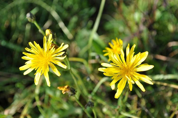 Golderner-Oktober in Hainbronn033