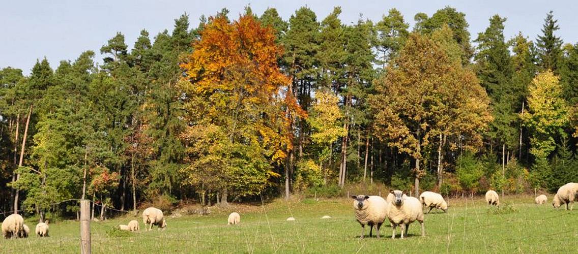 Golderner-Oktober in Hainbronn034