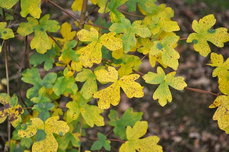 Golderner-Oktober in Hainbronn004