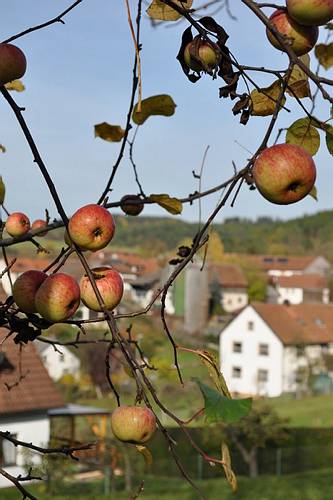Golderner-Oktober in Hainbronn054