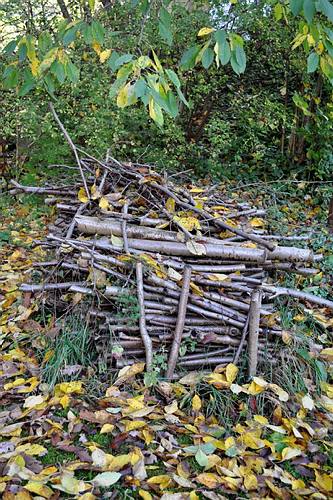 Golderner-Oktober in Hainbronn005