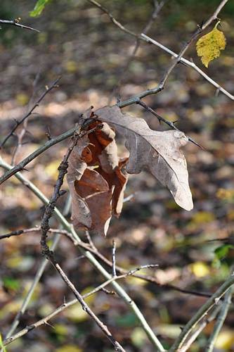 Golderner-Oktober in Hainbronn006