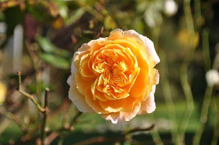 Golderner-Oktober in Hainbronn011