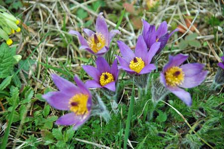 bl�hende K�chenschelle auf dem Hainberg bei Hainbronn
