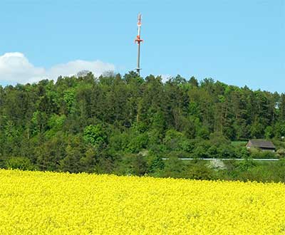 Ein bl�hendes Rapsfeld in Hainbronn - im Hintergrund der Gunterberg mit Sendemast