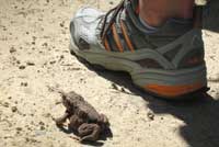 Frosch-Schenkel